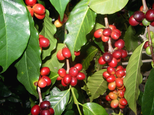 coffee tours